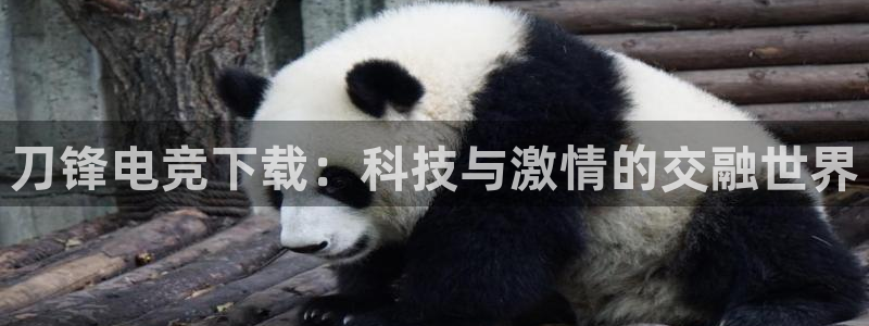 小艾电竞app下载官网