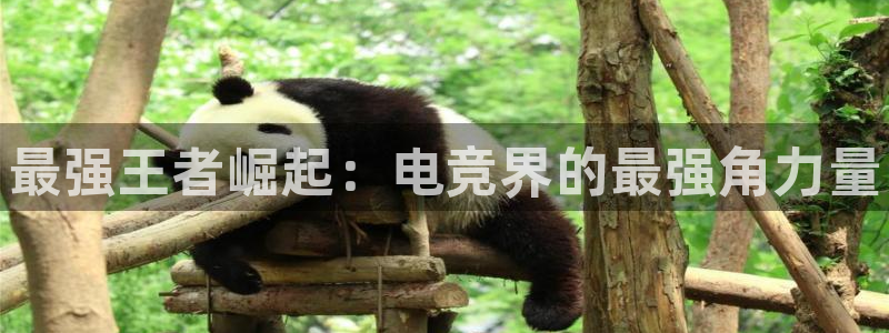小艾电竞网页版登录