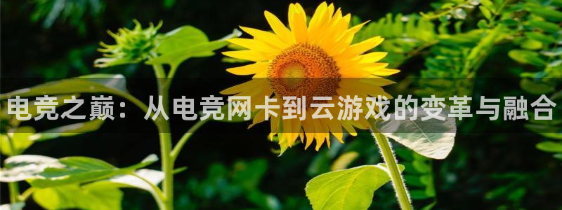 小艾电竞网页版登录